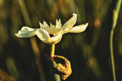 Close-up of flowering plant