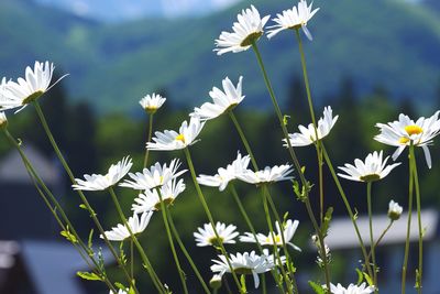 Close-up of white flowers blooming outdoors