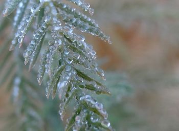 Close-up of water drops on plant