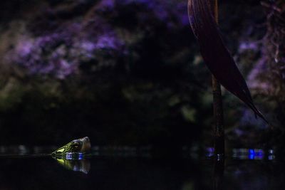 Close-up of horse in water at night