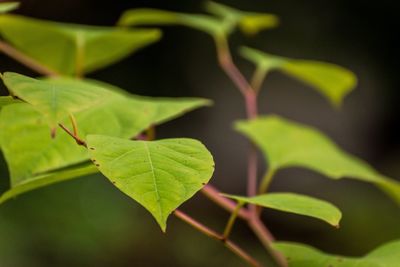 Close-up of leaves