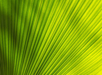 Full frame shot of palm leaf