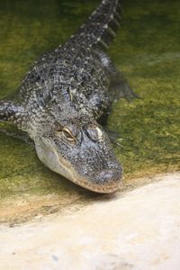 High angle view of crocodile in water