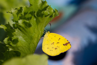 Close-up of butterfly on yellow leaf