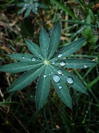 Close-up of raindrops on plant