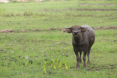 Buffalo in the field, thailand