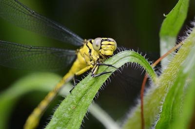 Close-up of insect on leaf