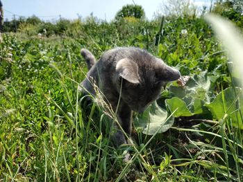 View of a cat on grass