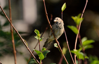 Close-up of bird perching on plant