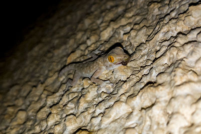 Close-up of lizard on tree trunk