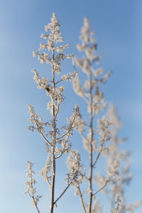 Low angle view of cherry blossoms against blue sky