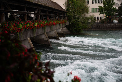 Plants growing by river