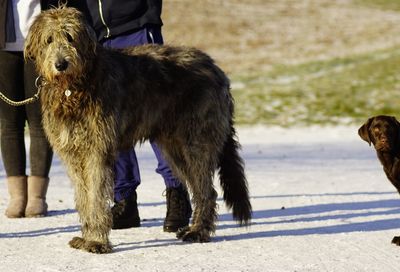 Low section of man with dog standing on floor