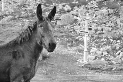 Close-up of horse standing on field