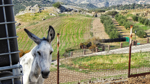 Donkey standing on land against fence