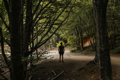 Rear view of man standing amidst trees in forest