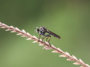 Close-up of insect perching on plant