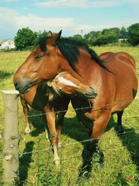 Close-up of horses standing on grass