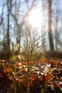 Close-up of plants on snow covered land