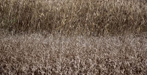 Full frame shot of crops on field