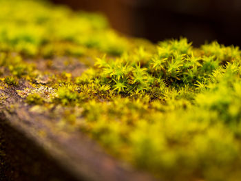 Close-up of moss growing on field