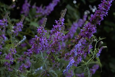 Close-up of purple flowering plants