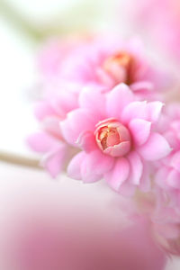 Close-up of pink kalanchoe flower