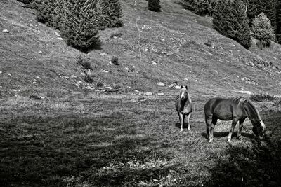 Horses in a field