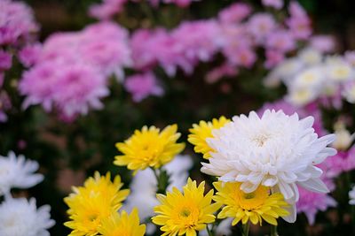 Close-up of yellow flowering plant