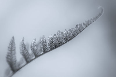 Close-up of fern leaf over gray background
