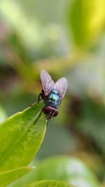 Close-up of insect on purple flower