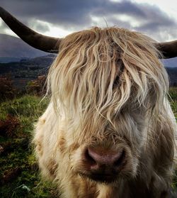 Close-up of a horse