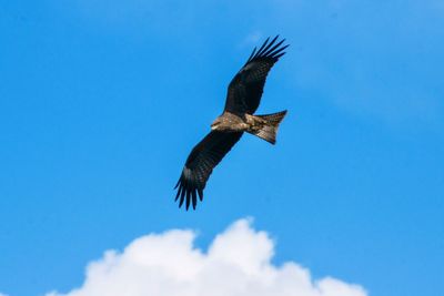 Low angle view of eagle flying against sky