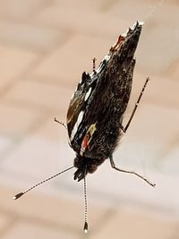 Close-up of butterfly perching on a plant