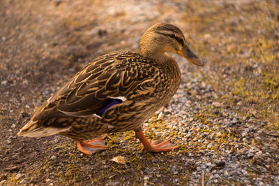 Close-up side view of a duck