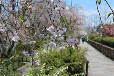 Close-up of cherry blossom tree in park