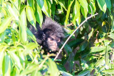 Close-up of monkey amidst leaves on tree