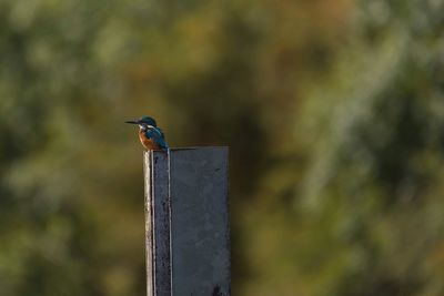 Close-up of bird perching outdoors