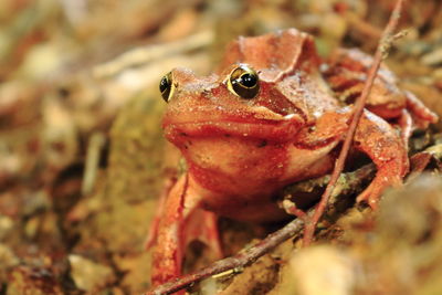 Close-up of lizard