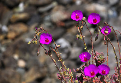Close-up of pink flowers