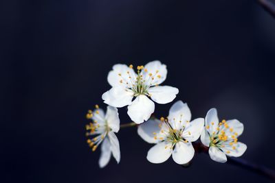 Close-up of white cherry blossom against tree