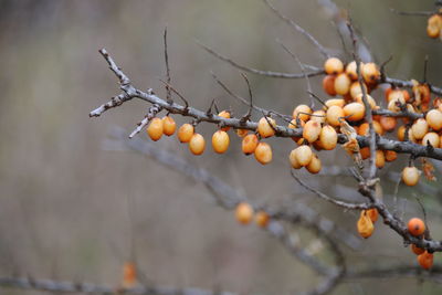 Close-up of berries growing on tree