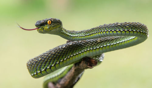 Close-up of lizard