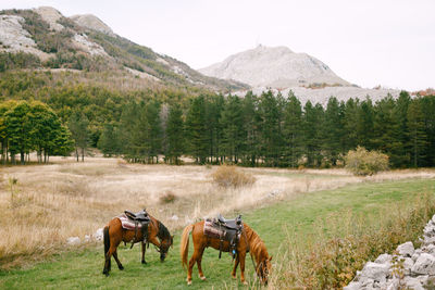 Horses on a field