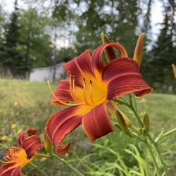 Close-up of orange day lily