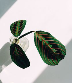 Low angle view of plant against wall