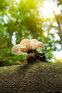 Close-up of mushroom growing on tree