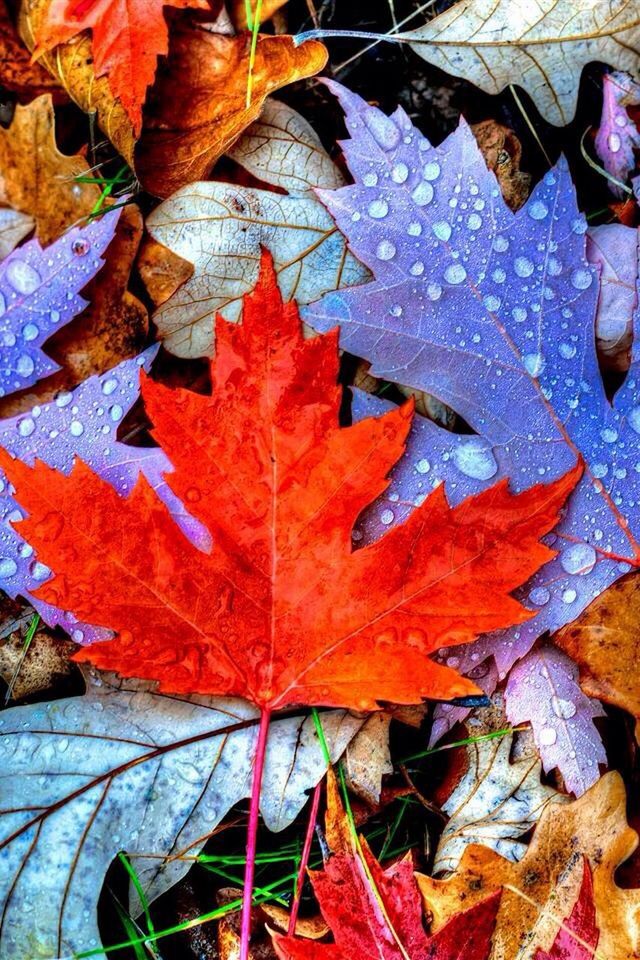 autumn, change, leaf, season, leaf vein, maple leaf, leaves, dry, backgrounds, full frame, natural pattern, close-up, fallen, orange color, natural condition, multi colored, nature, high angle view, pattern, day