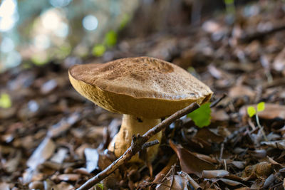 Close-up of mushroom growing on field