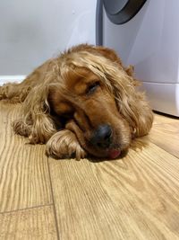 Close-up of dog resting on hardwood floor